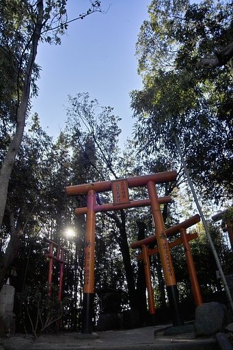 【木】杜