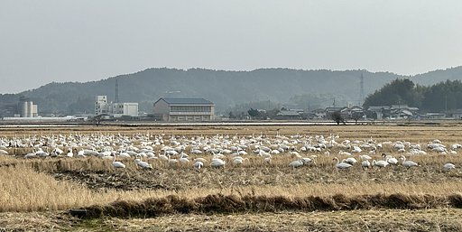 コハクチョウの群れ