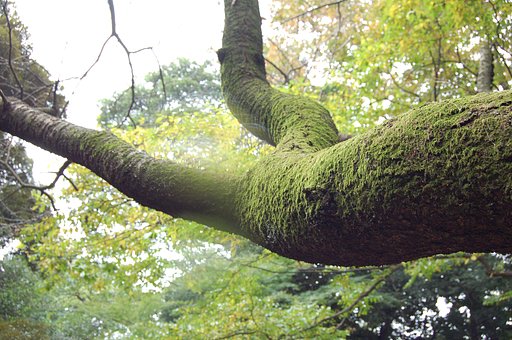 紅葉はまだでした…