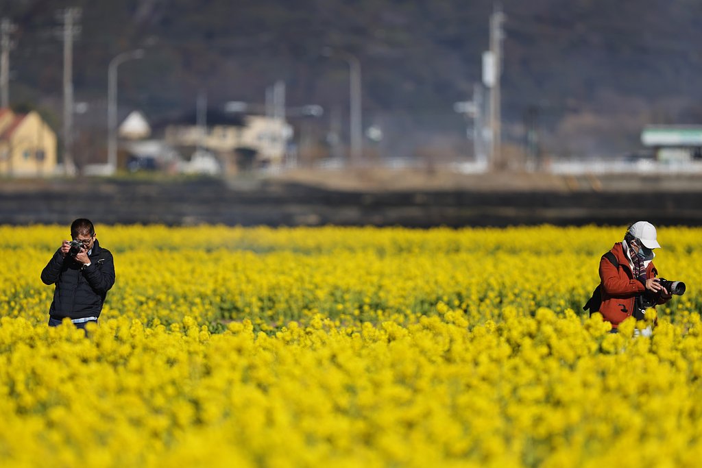 菜の花撮影に夢中、二人のカメラマン