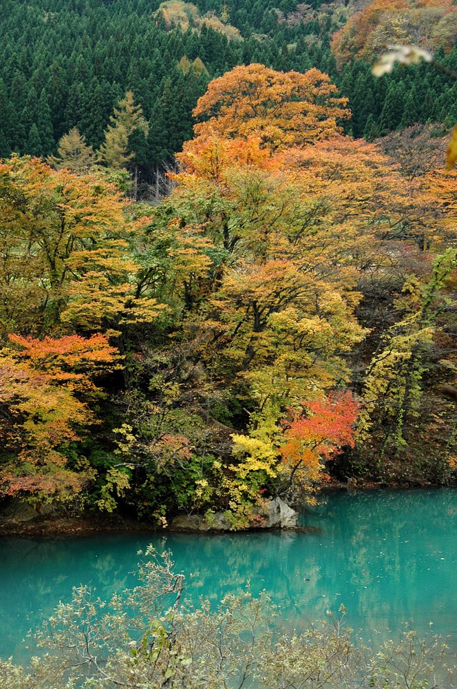 ダム湖の紅葉Part.2 その一のタテ写真
