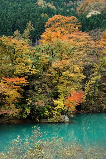 ダム湖の紅葉Part.2 その一のタテ写真