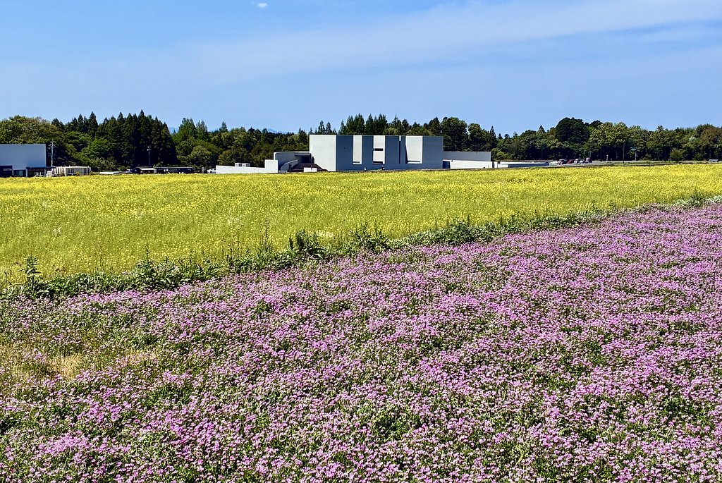 春の田園風景