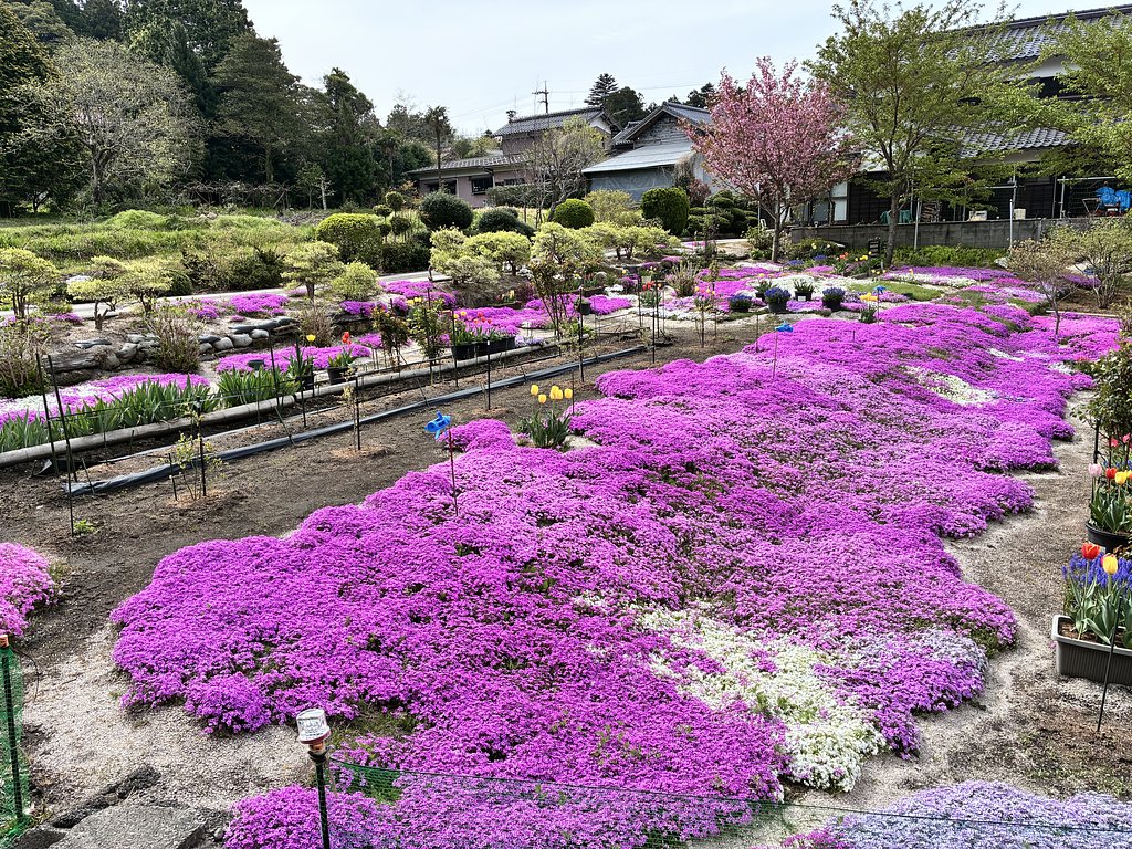 芝桜