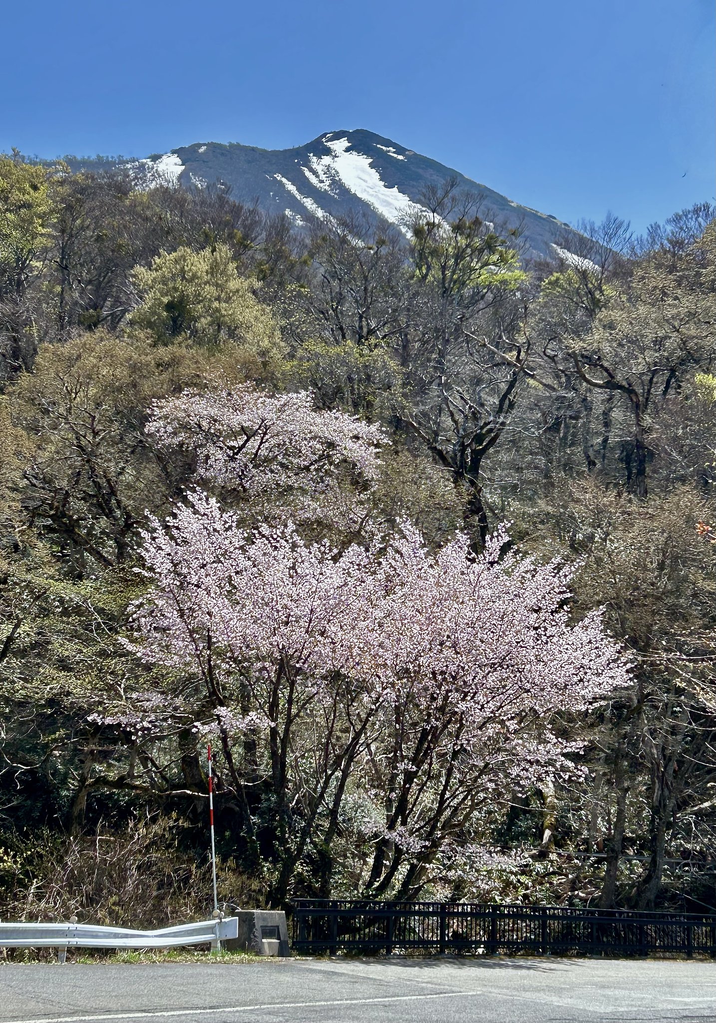 山桜