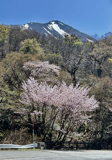 山桜
