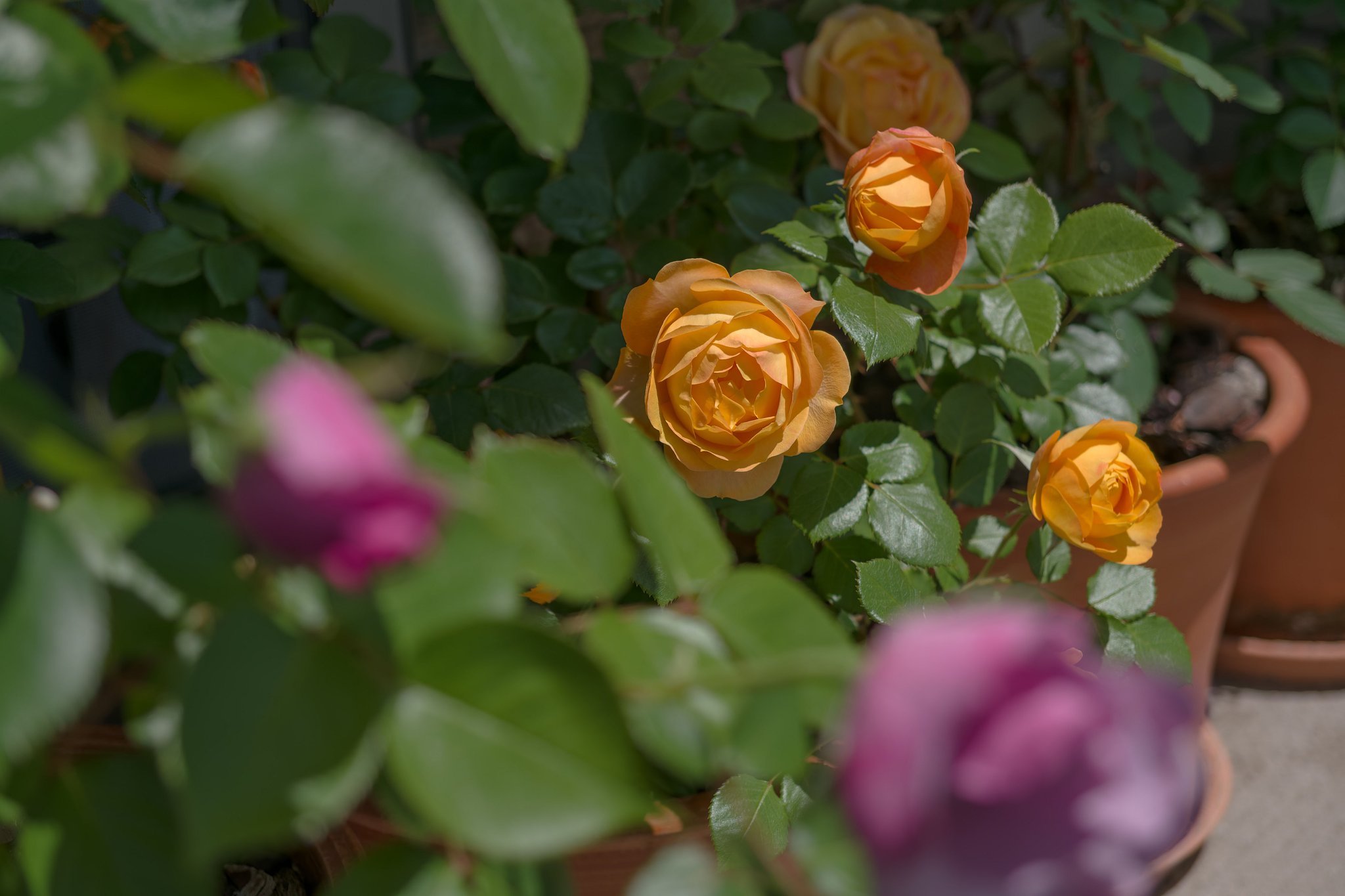 ベランダの薔薇
