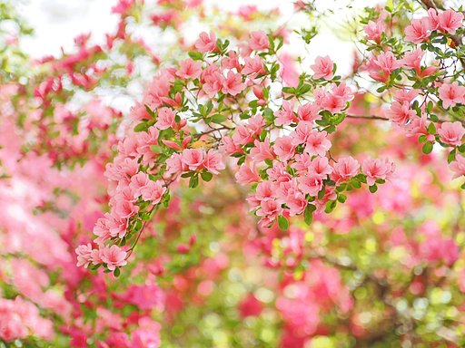 「つつじまつり」にて２