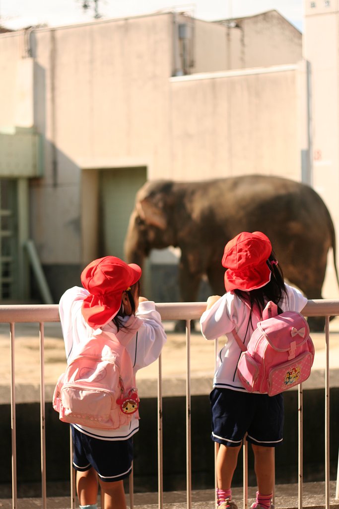あれがぞうさん