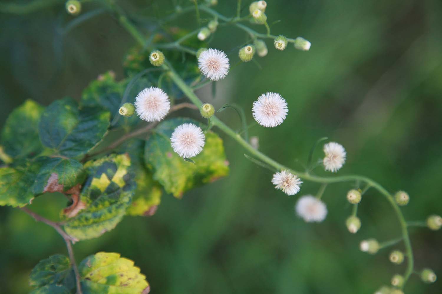 雑草の秋