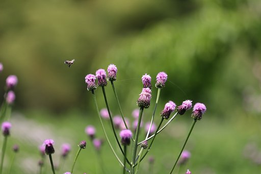 キツネに騙された？
