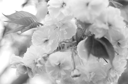 4月20日の写真