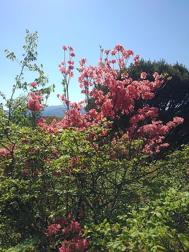 那須野が原公園の丘のツツジの花