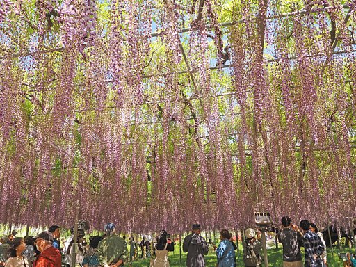 あしかがフラワーパークにて〜大藤〜２