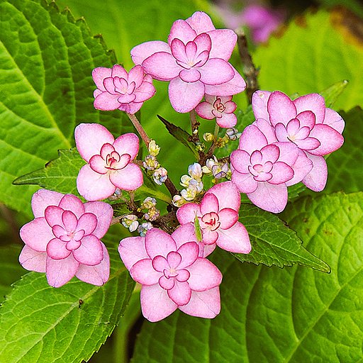 今朝撮った花アジサイ