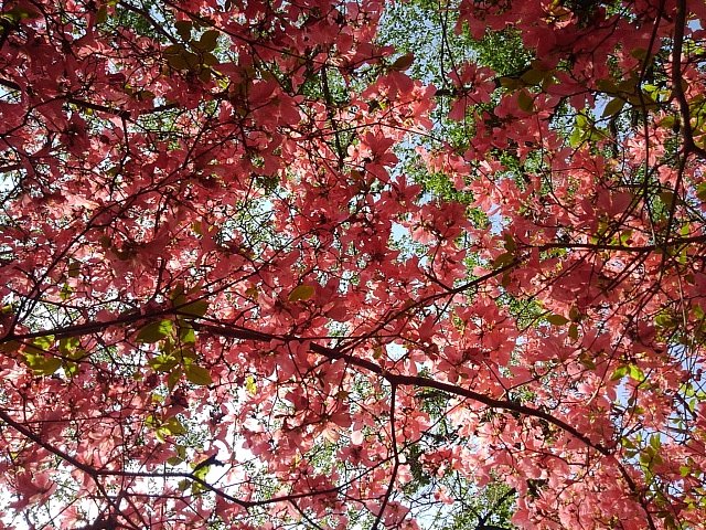 背の高いツツジの天井
