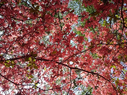 背の高いツツジの天井