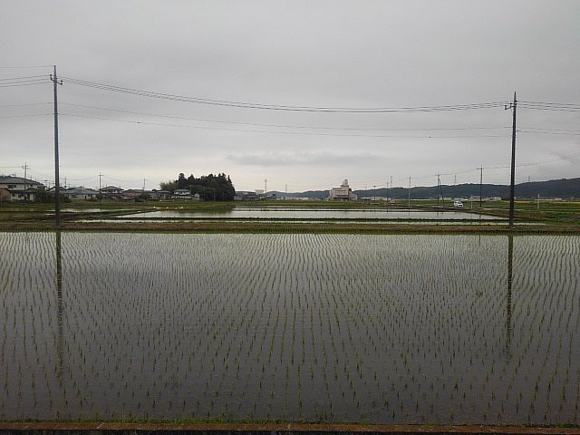曇りの日の水田