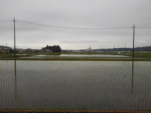 曇りの日の水田