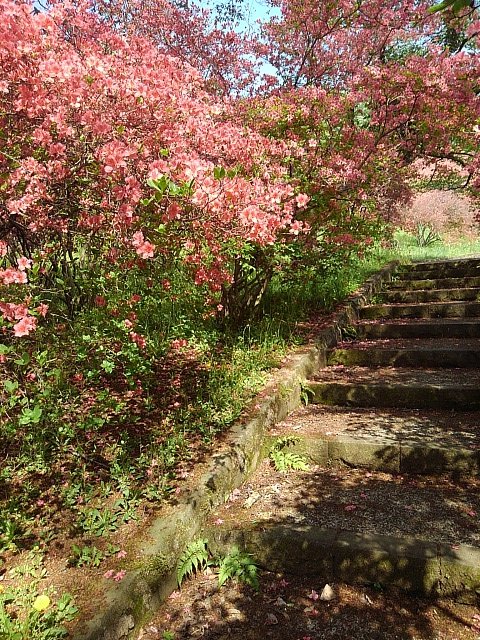 長峰公園の丘の道で見られた赤いツツジ