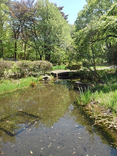 那須野が原公園の森の広場の池