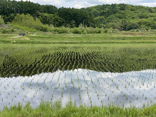 田植えも終わって・・・