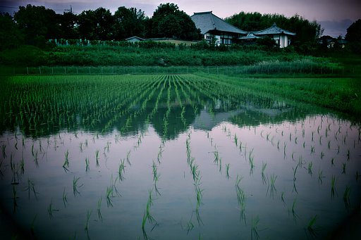 田のほとりの安らぎ