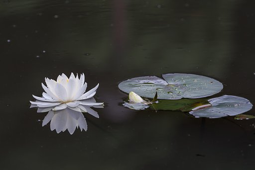 梅雨入り間近のスケッチ