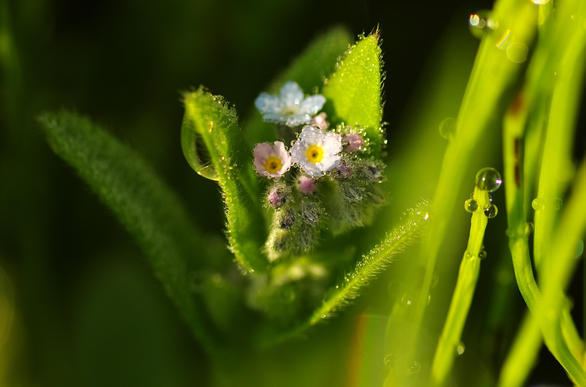朝露に濡れた花たち