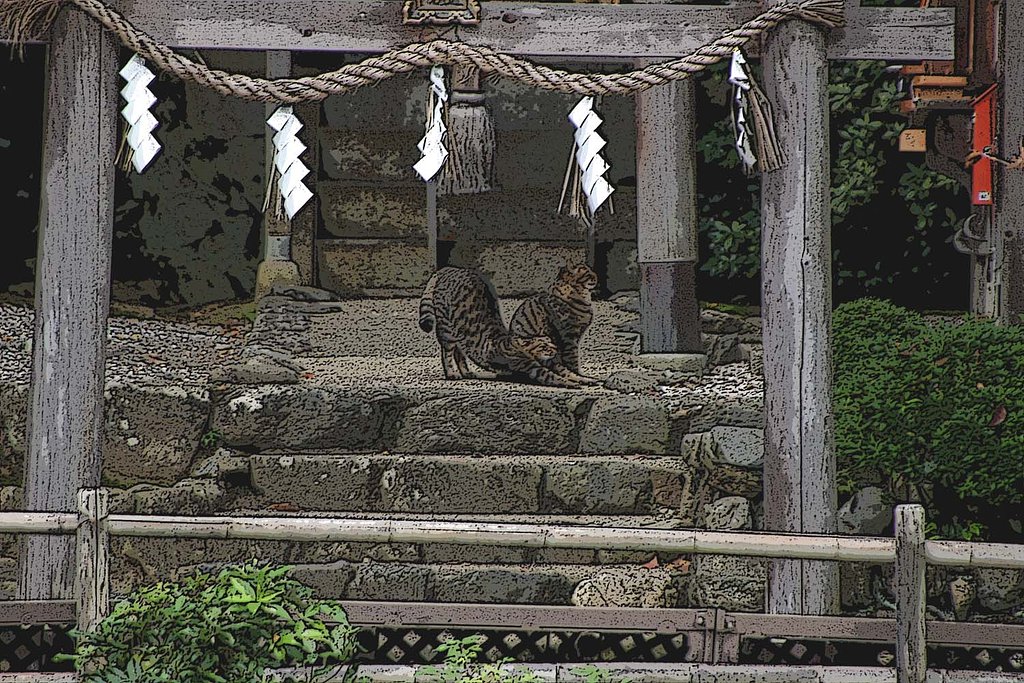 双子猫の舞台