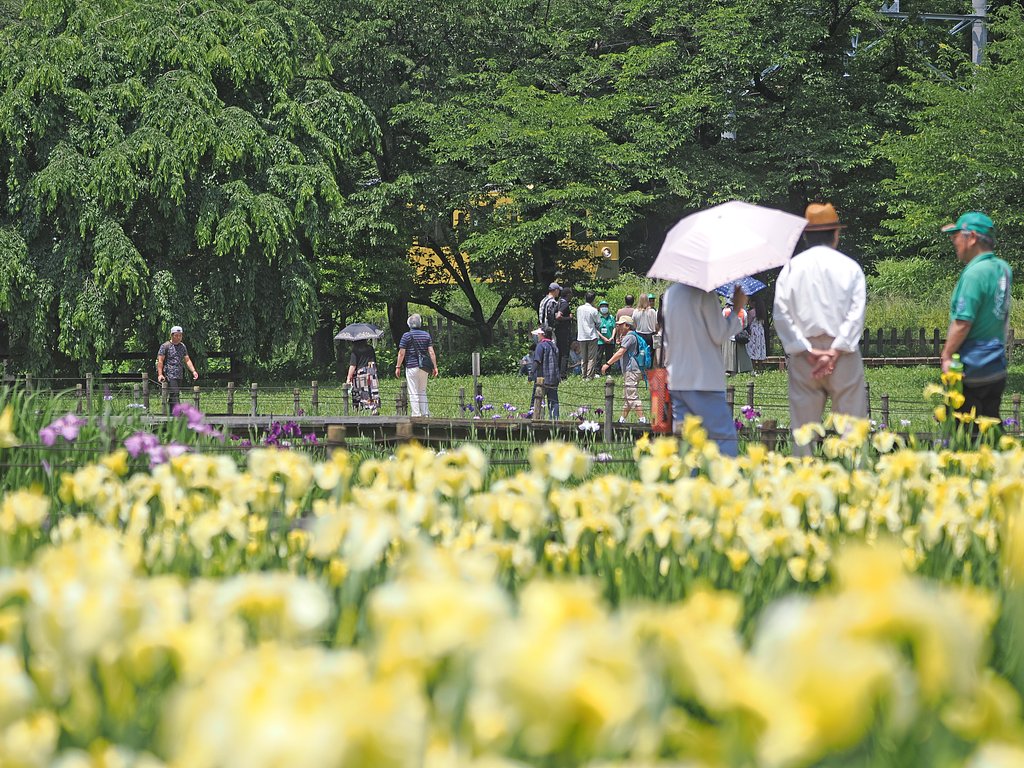 菖蒲まつり〜来ましたよ〜