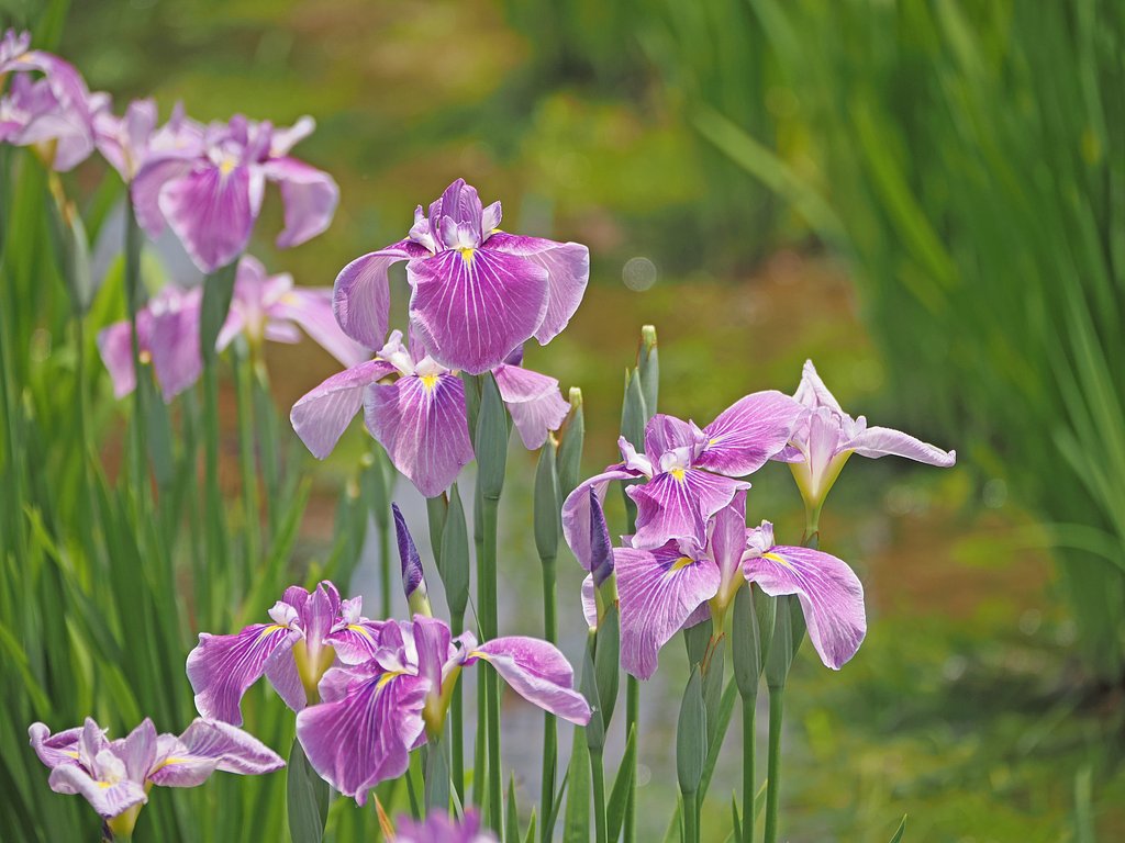 菖蒲まつり〜Ekio２〜