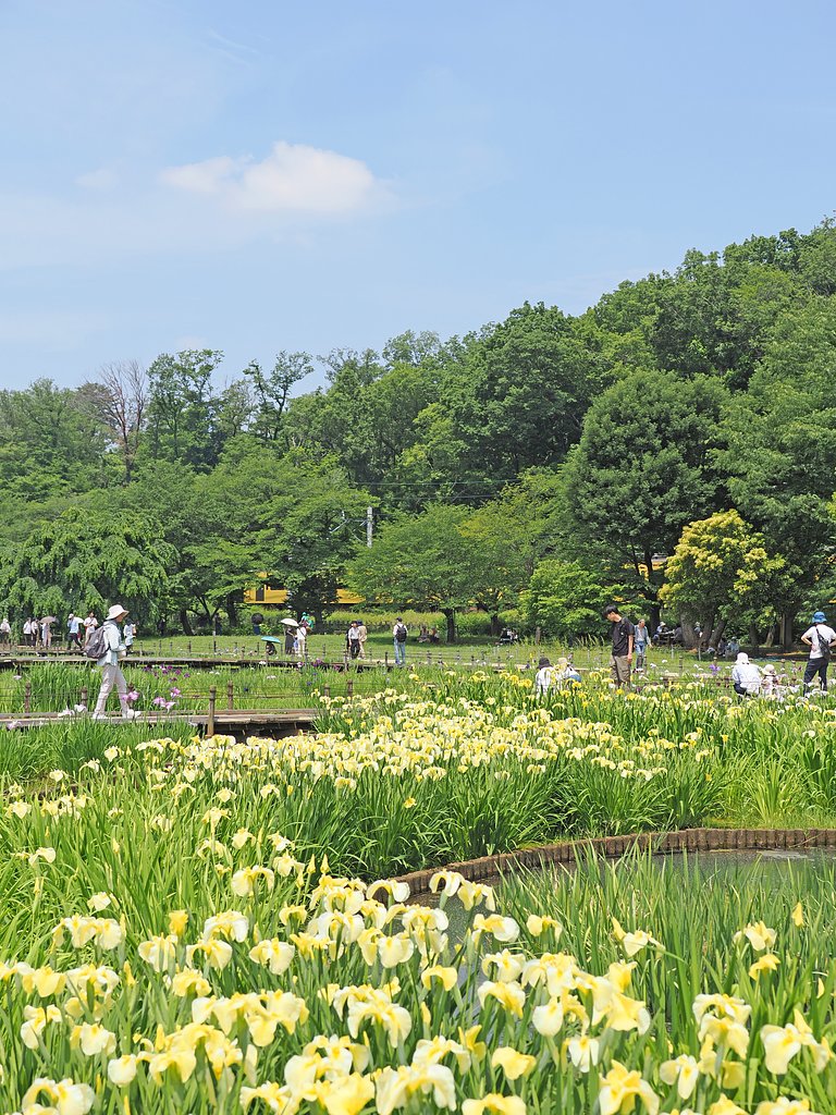 菖蒲まつり〜〇〇系〜