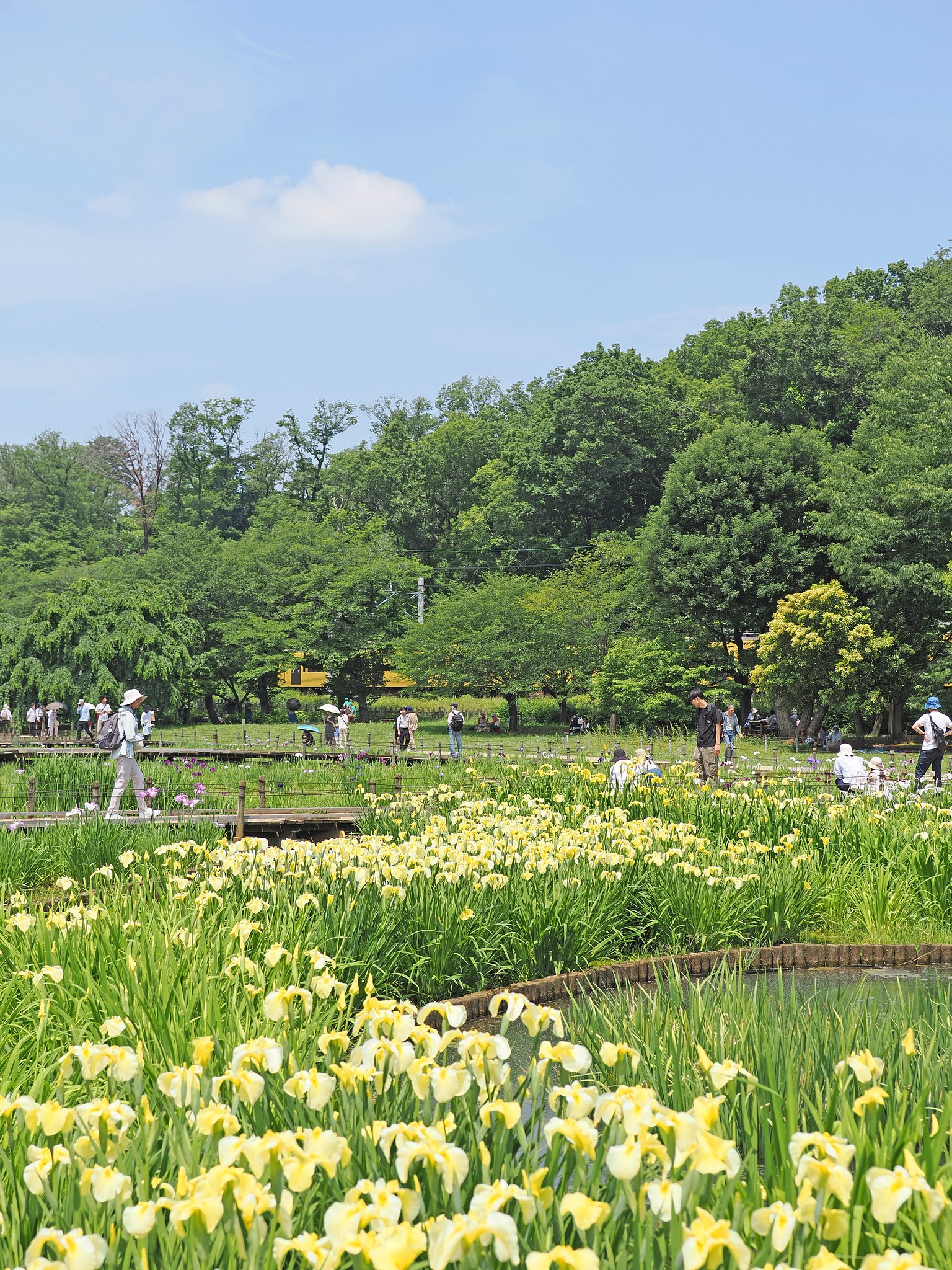 菖蒲まつり〜〇〇系〜