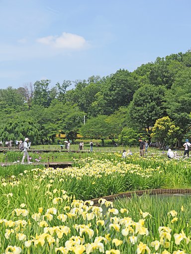 菖蒲まつり〜〇〇系〜