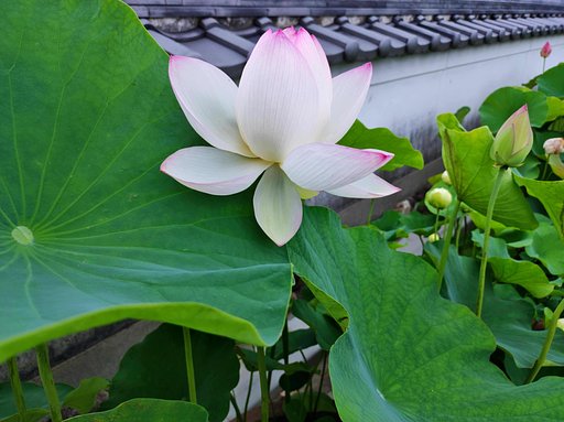 鉢花