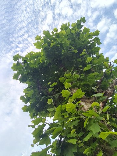 空に向かって