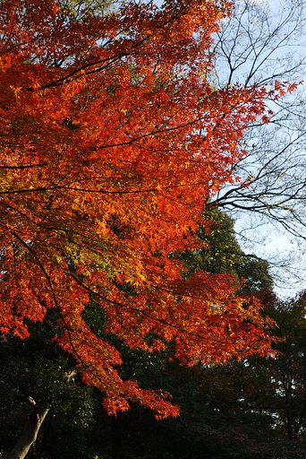 六義園にて