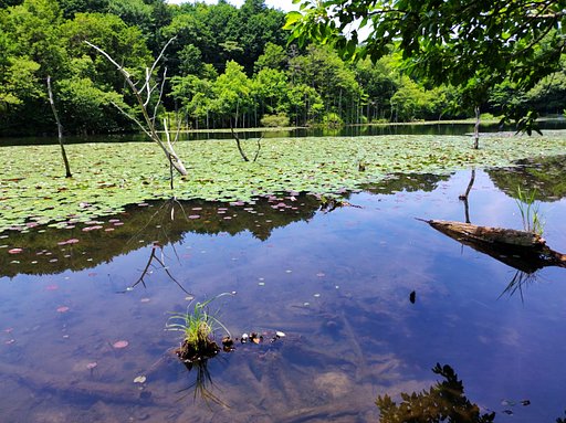静寂の池２