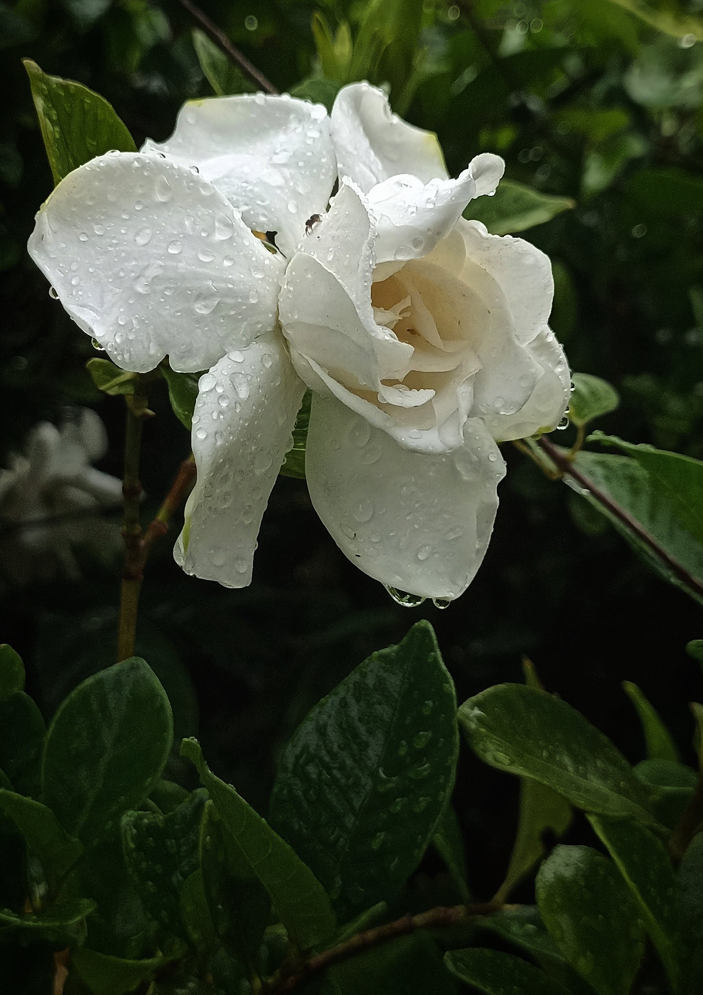 甘い香り