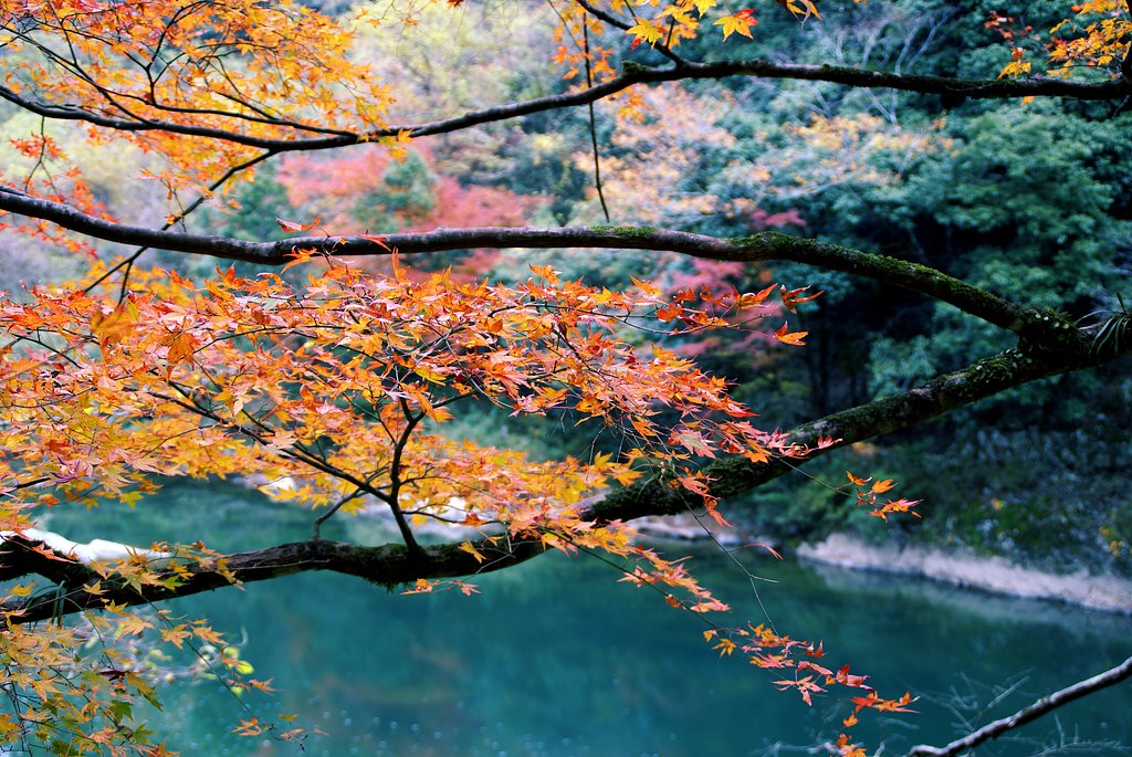 紅葉