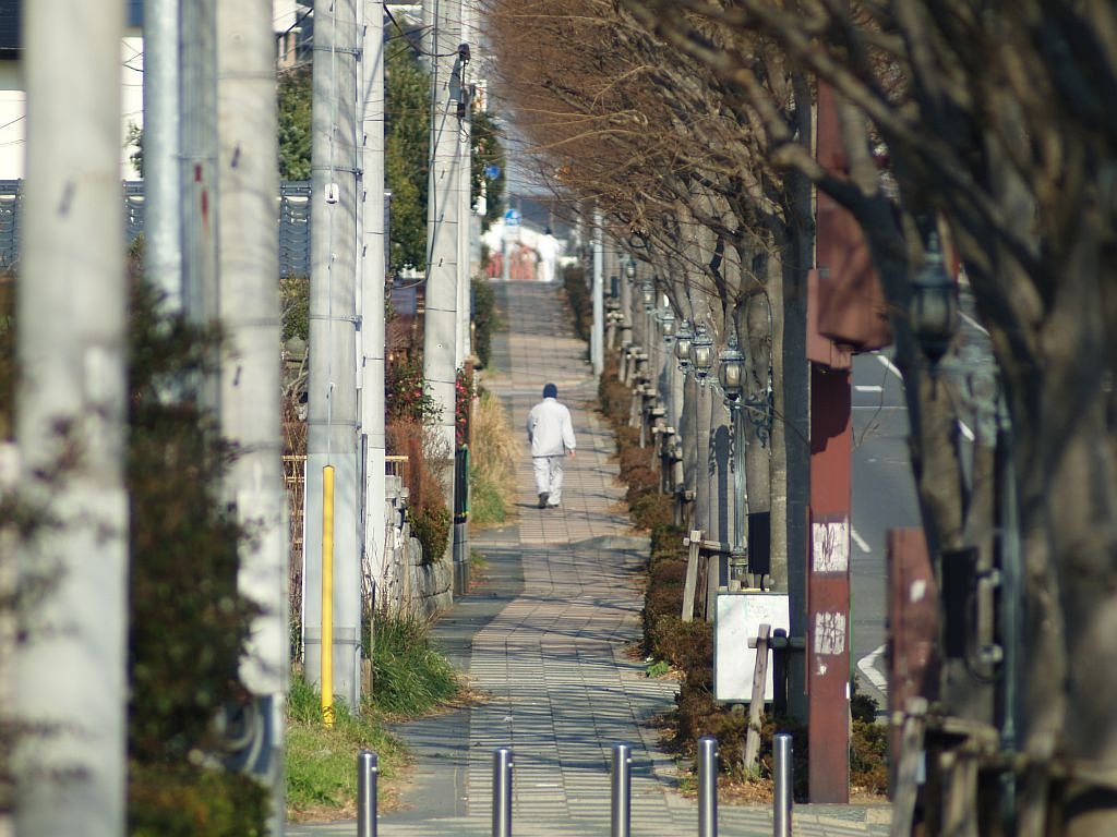 街路樹