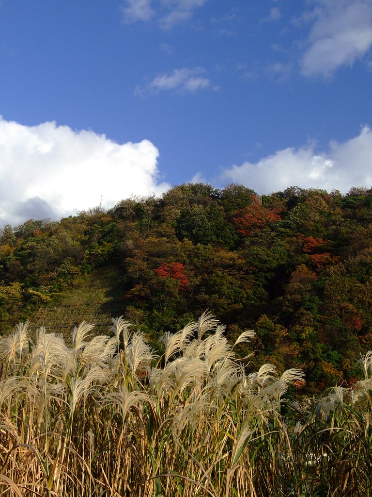 痩せススキまばらな紅葉秋の空