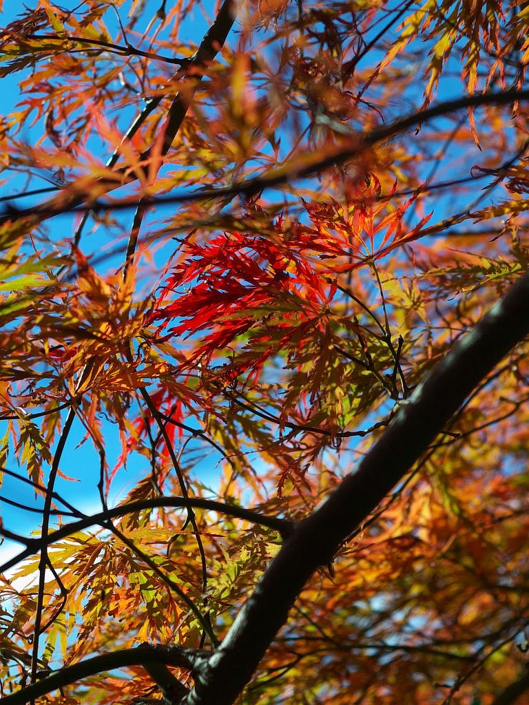 我が家の手向山