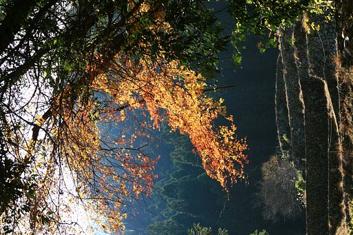 棚田の紅葉