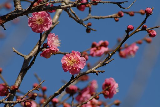 そろそろ、梅の季節になり始めました