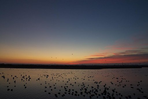 野鳥達の夜明け＃１