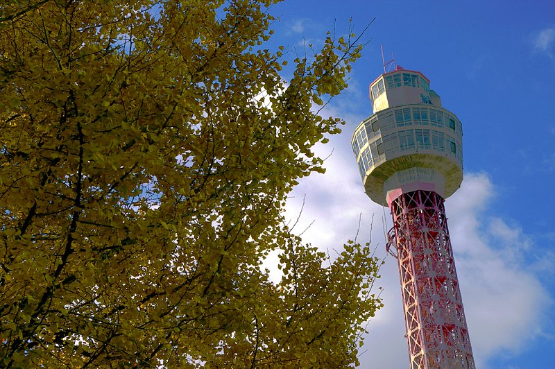 山下公園の銀杏