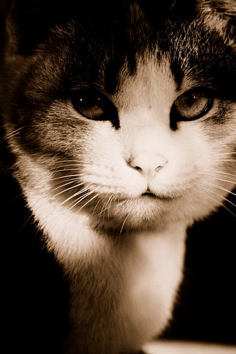 子猫のニシキ