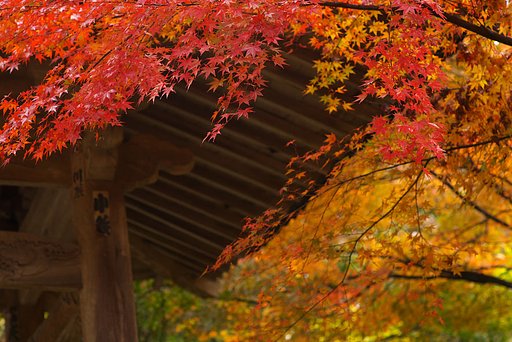 紅葉の寺院